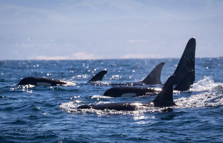 Southern residents, L-pod, in Monterey Bay on March 31, 2019.