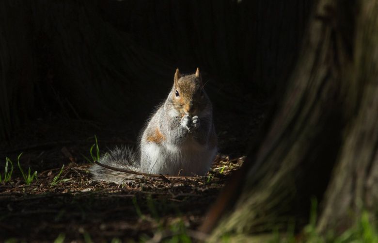 A squirrel eats a snack under sunny skies at Lincoln Park Tuesday, January 31, 2017.  Weather reports predict sun for the next two days and possible snow and rain on Friday.