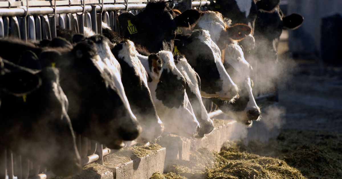 Idaho a step closer to having largest research dairy in US The Seattle Times