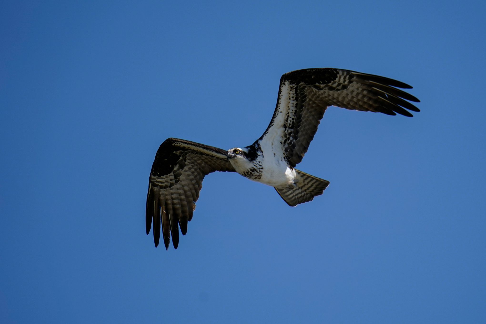 Osprey Identification, All About Birds, Cornell Lab of Ornithology