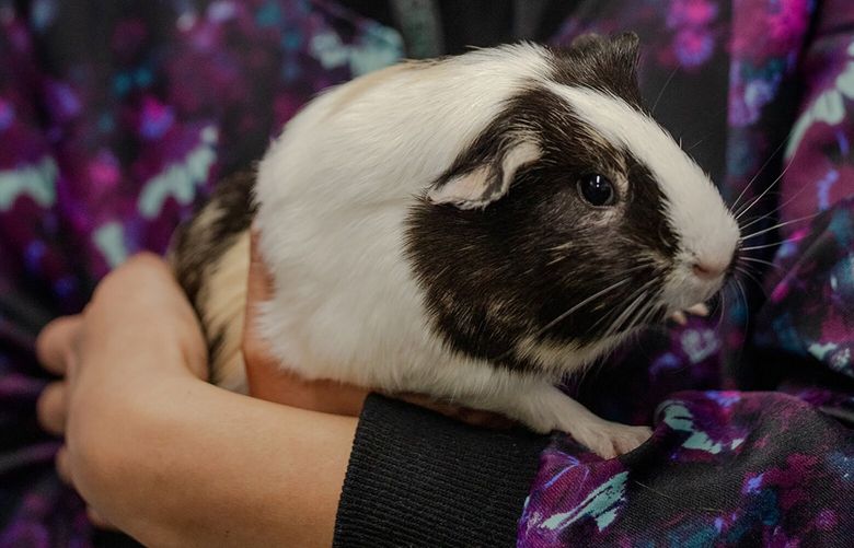 Liliana Bravo, an adoption supervisor at a New York City animal shelter, with one of the many guinea pigs to be surrendered in recent weeks, Sept. 20, 2022. From geckos to chinchillas, small pets were a pandemic balm, but now shelters across the country say the animals are being surrendered. (Natalie Keyssar/The New York Times)