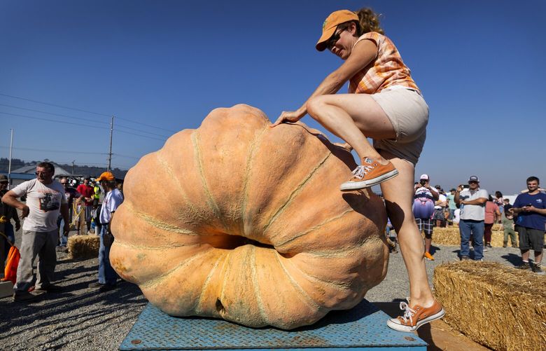 Cindy Tobeck climbs her great pumpkin after squashing competitors in the Carpinito Brothers Farm inaugural “weigh-off,” Sunday, Oct. 2, 2022 in Kent. Tobeck, who teaches third graders in Olympia, “schooled” the competition with a winning weight of 1989.5 pounds. Tobeck also grows awarding-winning squash, tomatoes, long gourds and zucchinis in Olympia.