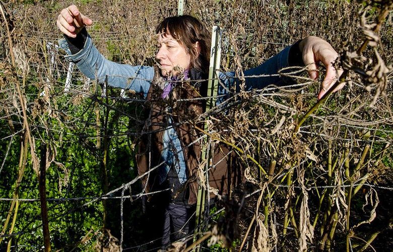 Mary Gaterud clears remnants of her 2021 crop on Tuesday, Jan. 11, 2022, in Redcrest, California. (Brian van der Brug/Los Angeles Times/TNS) 60127943W