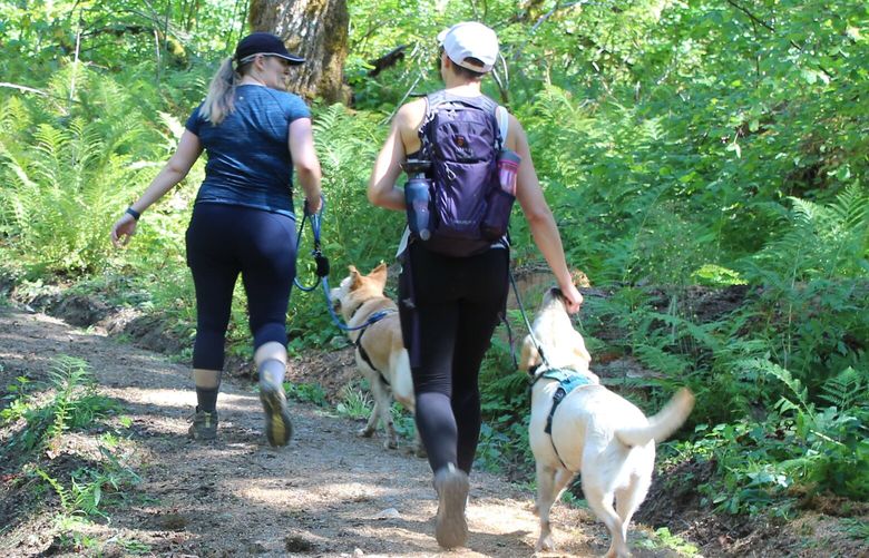 Two hikers and two canines make their way along a freshly remade section of the Lower South Fork Skokomish Trail in August 2022.