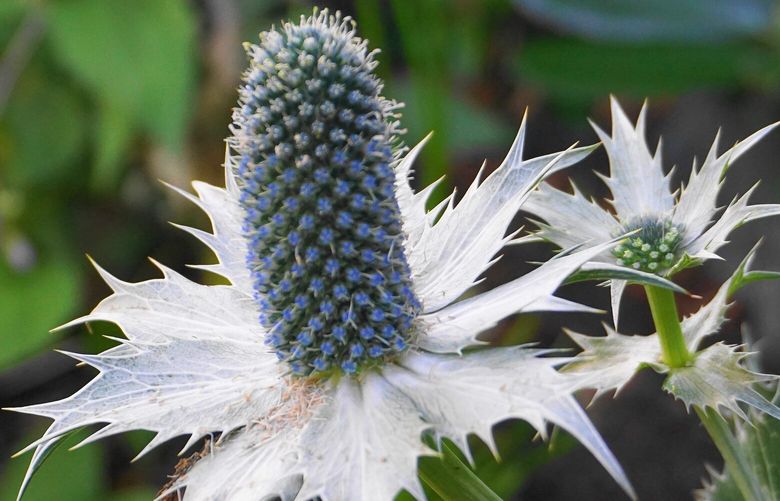 Soft blue summer blooms on Eryngium giganteum surrounded by wickedly sharp bracts and foliage. Credit: Dreamstime.com