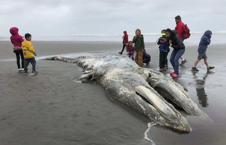 FILE – In this May 24, 2019, photo, teachers and students from Northwest Montessori School in Seattle examine the carcass of a gray whale after it washed up on the coast of Washington’s Olympic Peninsula, just north of Kalaloch Campground in Olympic National Park. U.S. researchers say the number of gray whales off western North America has continued to fall over the last two years, a decline that resembles previous population swings over the past several decades. According to an assessment by NOAA Fisheries released Friday, Oct. 7, 2022, the most recent count put the population at 16,650 whales â€” down 38% from its peak in 2015-16. (AP Photo/Gene Johnson, File) LA510 LA510