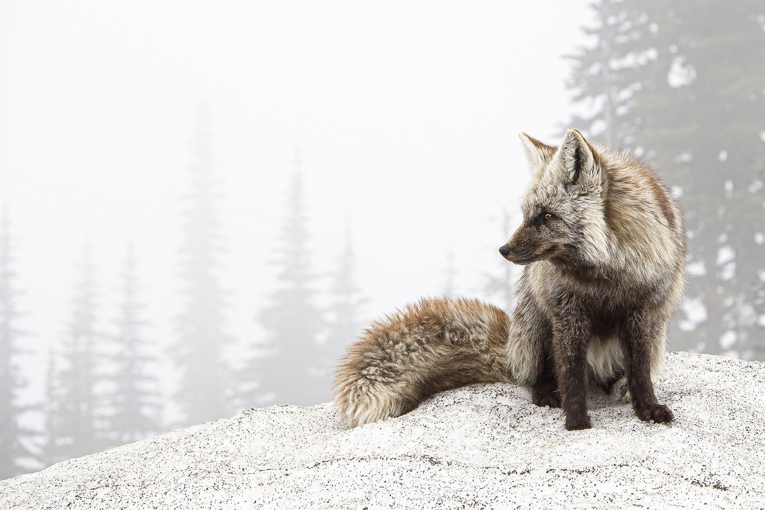WA lists the Cascade red fox as endangered | The Seattle Times