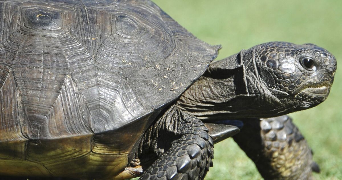 US: Gopher tortoise not threatened over most of its range | The Seattle ...