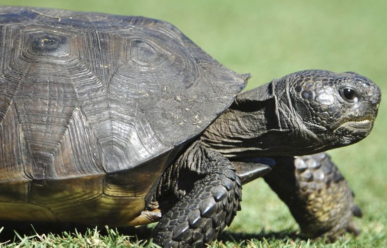 FILE – A gopher tortoise ambles along a tee box on Sept. 21, 2014 in Ponte Vedra Beach, Fla. The U.S. Fish and Wildlife Service said Tuesday, Oct. 11, 2022, that the burrowing reptiles donâ€™t need federal protection in Florida, Georgia, South Carolina and most of far south Alabama but remain threatened in southeastern Mississippi and bits of Louisiana and southwest Alabama. (Will Dickey/The Florida Times-Union via AP) FLJAJ101 FLJAJ101