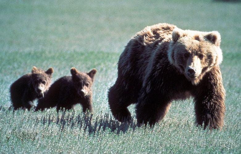 A photo provided by the National Park Service shows a grizzly bear and her cubs in Glacier National Park in Montana. One controversy surrounding the Living Planet Index has been whether a small number of populations in drastic decline call into question the overall results.  (U.S. National Park Service via The New York Times) – NO SALES, EDITORIAL USE ONLY – XNYT150 XNYT150