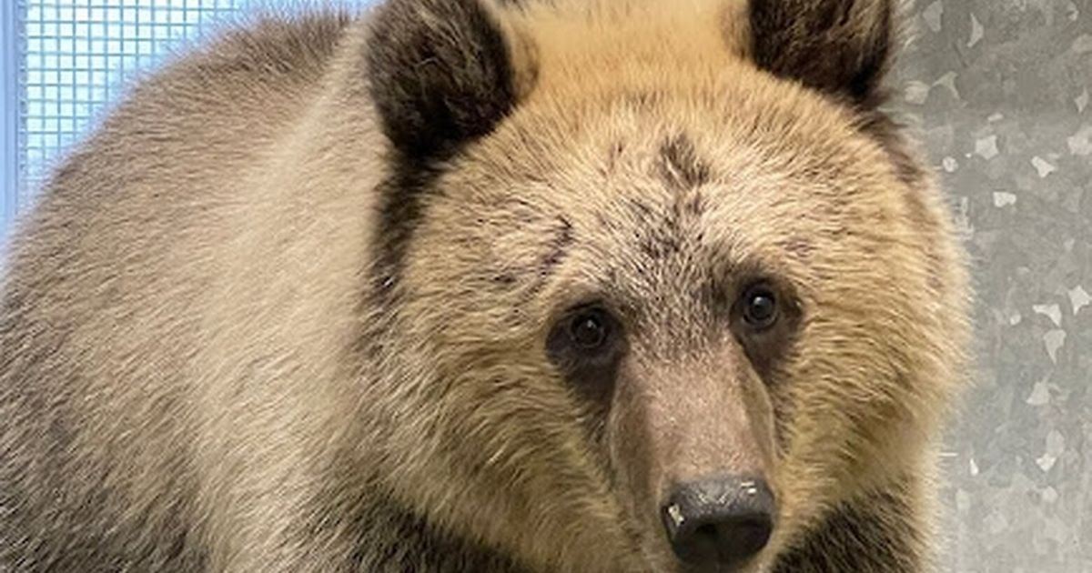 Woodland Park Zoo welcomes second bear cub — an orphan from Montana
