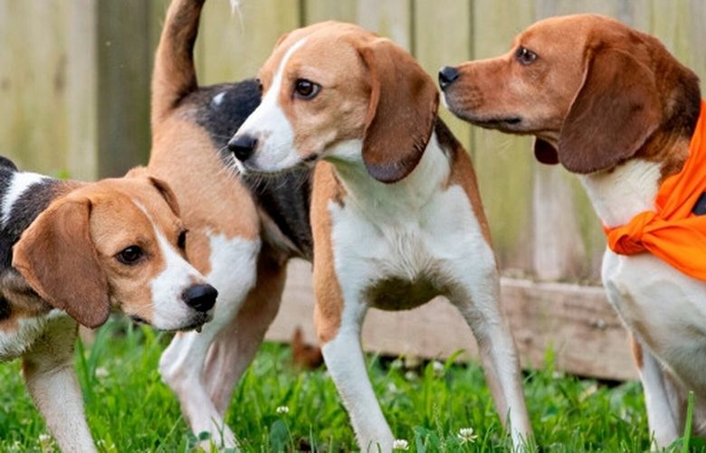 Beagles explore the yard after being released from their crates at Homeward Trails Animal Rescue on July 21. (Photo for The Washington Post by Ryan M. Kelly).