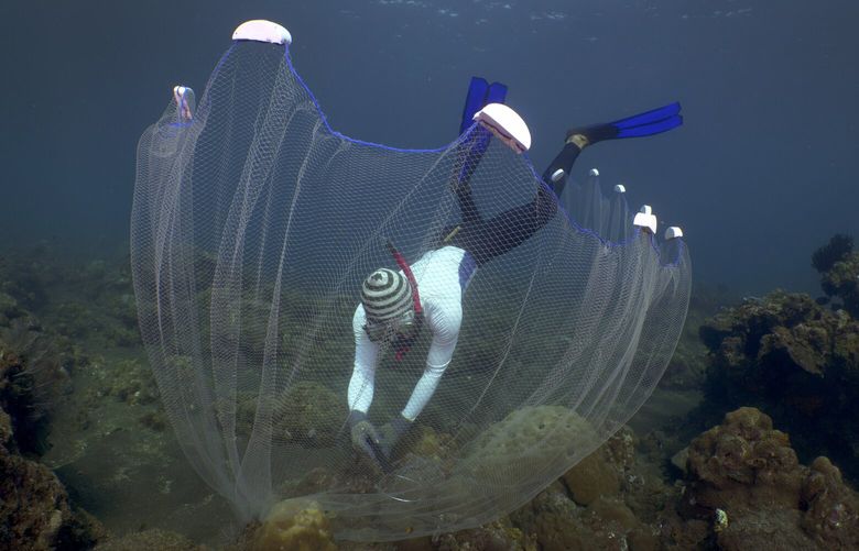 Made Partiana uses a net to catch aquarium fish on north coast of Bali, Indonesia, on April 10, 2021. Millions of saltwater fish are caught in Indonesia and other countries every year to fill ever more elaborate aquariums in living rooms, waiting rooms and restaurants around the world with vivid, otherworldly life. (AP Photo/Alex Lindbloom) NY301 NY301
