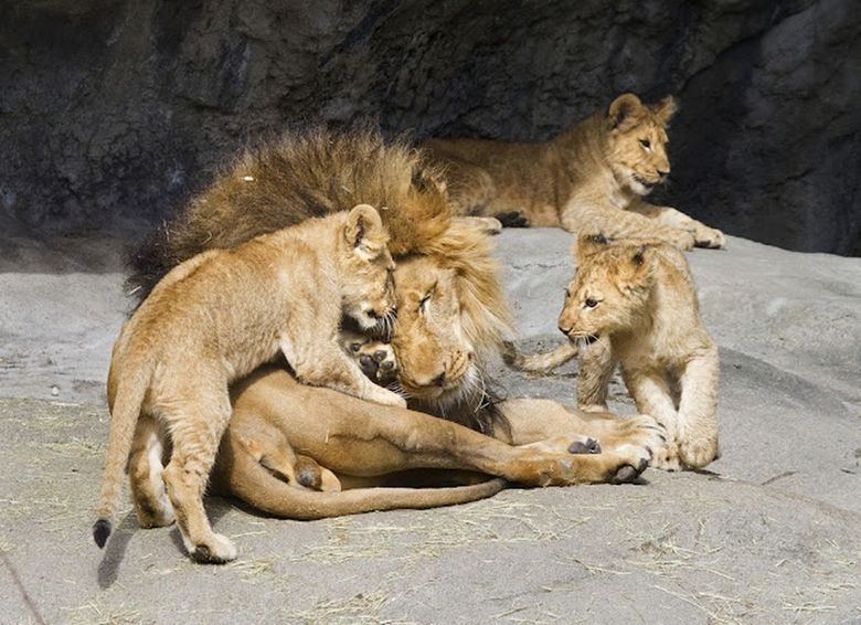 African Lion  Zoo de Granby