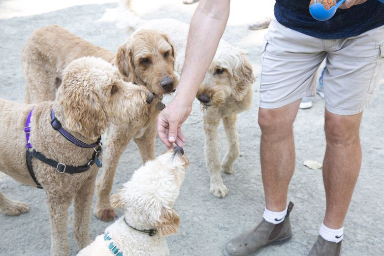 Riley, the MFA's new dog, has a Super Bowl prediciton