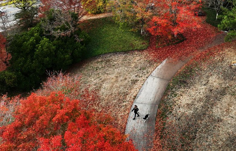 Leaves on the trees start to turn to autumnal, vibrant colors near Judkins Park in the Central District in Seattle on Oct. 26, 2022.