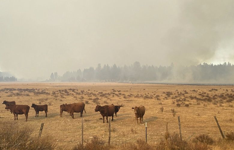 CORRECTS DATE OF IMAGE – In this image provide by Mandy Taylor, smoke from a prescribed burn looms over cattle belonging to the Holliday family on Oct. 13, 2022, near the town of John Day, Ore. On Oct. 19, 2022, the U.S. Forest Service crew resumed the prescribed burn and the fire spread onto the Holliday family’s ranch. The family is applauding the arrest of the leader of a U.S. Forest Service crew that carried out the prescribed burn in the Malheur National Forest. (Mandy Taylor via AP)
(Mandy Taylor via AP) LA402 LA402