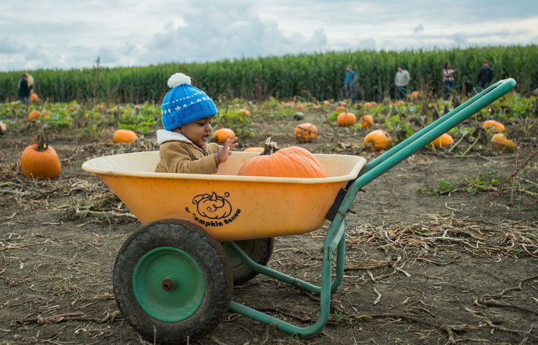 Erhan Shanavas, 17-months-old, pats a cut pumpkin while sitting in a wheelbarrow at the Thomas Family Farm pumpkin patch in Snohomish, Wash., Sunday, Oct. 23, 2022. 221920