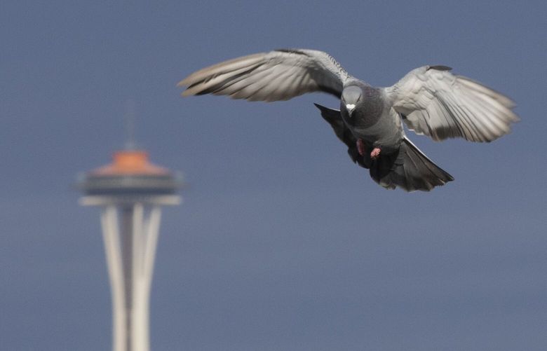 Pigeons take off and fly in front of the space needle, shot from the West Seattle waterfront Thursday, October 27, 2022. Rain is expected to start falling Thursday night and continue through Friday. Saturday is predicted to be dry. 222011