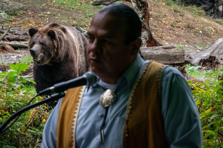 Keema, a 28-year-old grizzly bear, watches the crowd at a news conference of Indigenous peoples at the signing of the Salmon People’s Proclamation at Woodland Park Zoo on Monday.