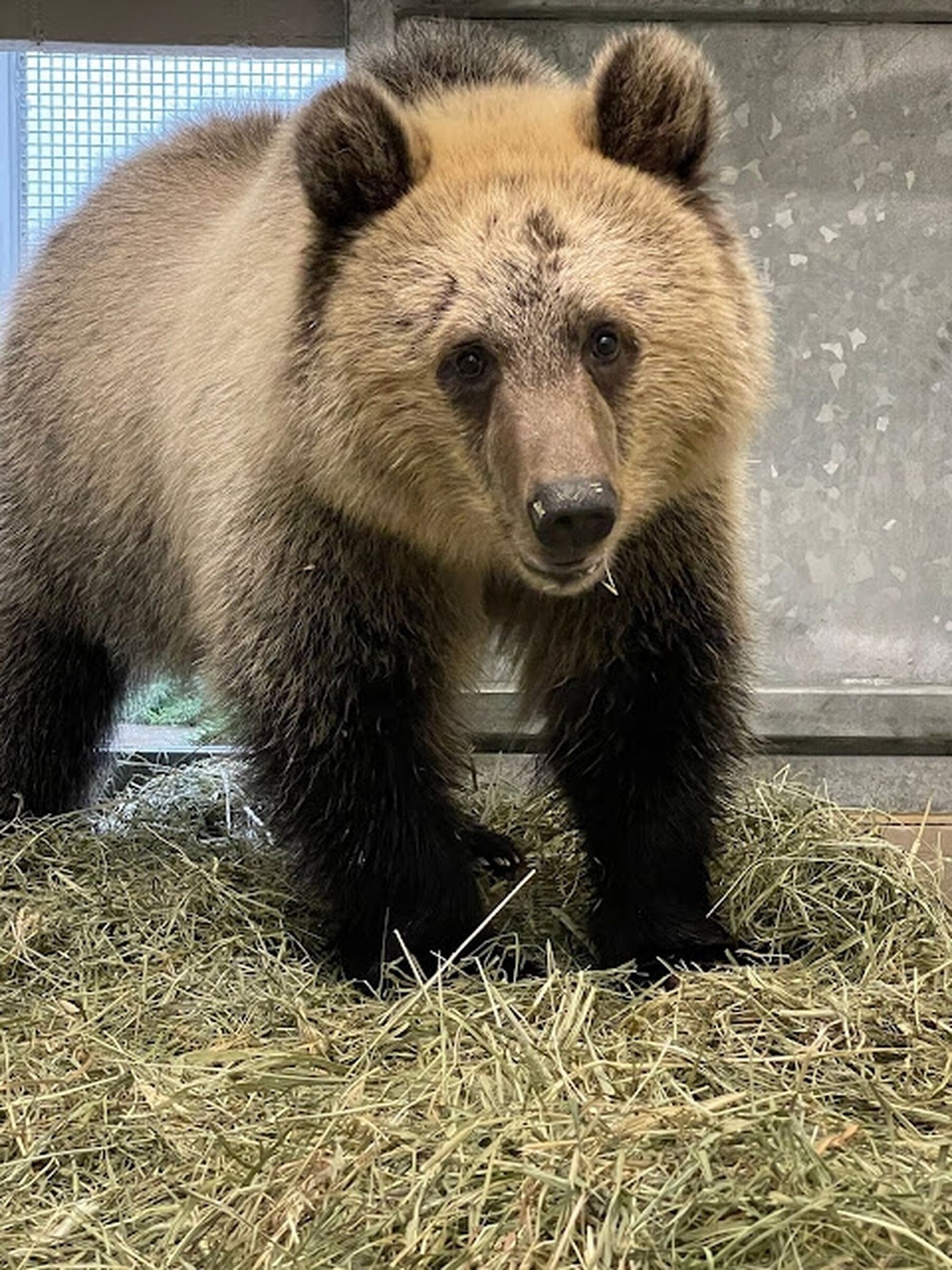 Never push a slower friend down if you come across a bear, park