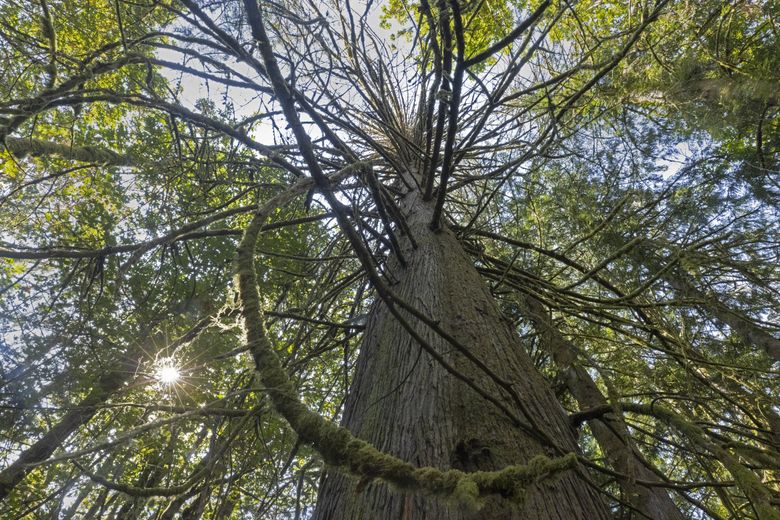A dead Western red cedar tree stands among other living trees at Cedar Creek Park near Maple Valley. Climate change has been added to the list of reasons for the death of many red cedars, the number of which has gone up in the past five years. (Ellen M. Banner / The Seattle Times)