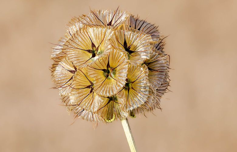 *** READER’S LENS – ONE TIME USE ONLY ***
Lee Harper
leeharper3@gmail.com
Poulsbo, WA 206-229-3089
@leeharperphotography
Poulsbo, WA 2022/10/16
A local farmer was selling flowers and I was drawn to a bouquet of dried scabiosas. They were intricate, delicate, and made for a great subject against the brown grass in my yard. Shot with a Canon R5, 100mm macro lens, F10, ISO 250, 1/400 sec
2022 10 16 Back Deck 02.jpg
I agree to the Readers Lens Terms and Conditions
22:00:30 18 Oct, 2022