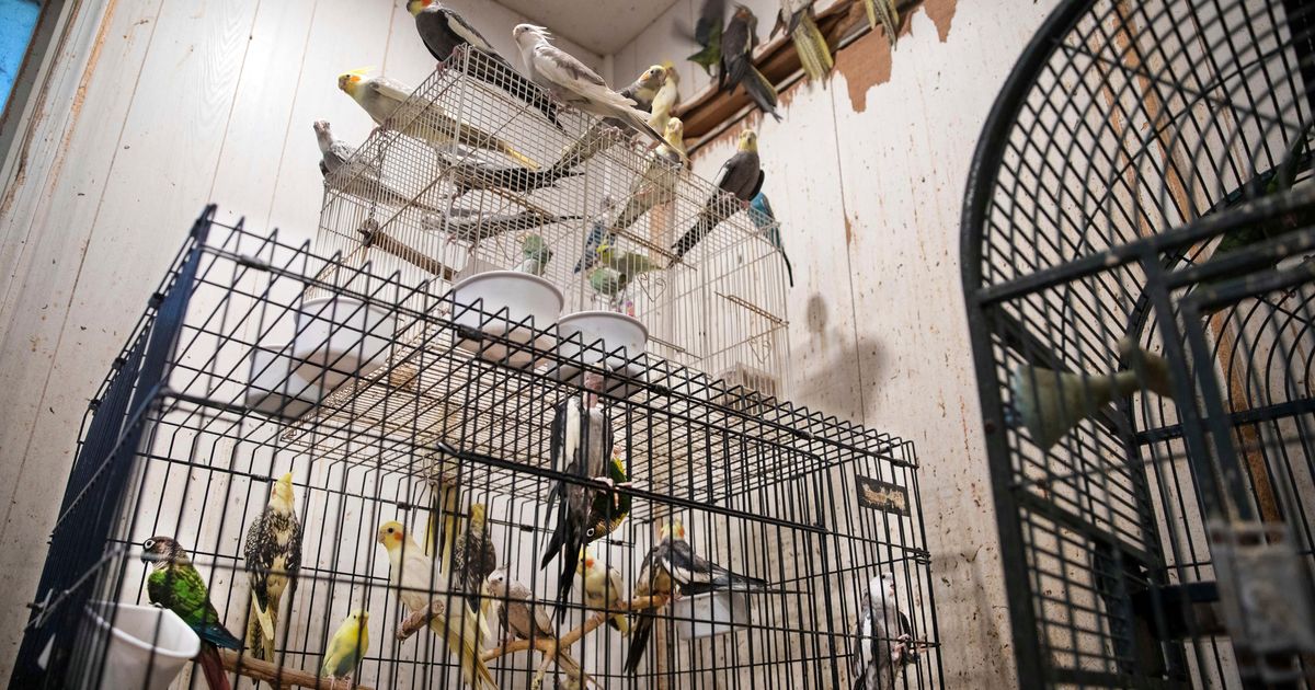 DA: Hoarder charged after 300 animals rescued from NY home | The ...