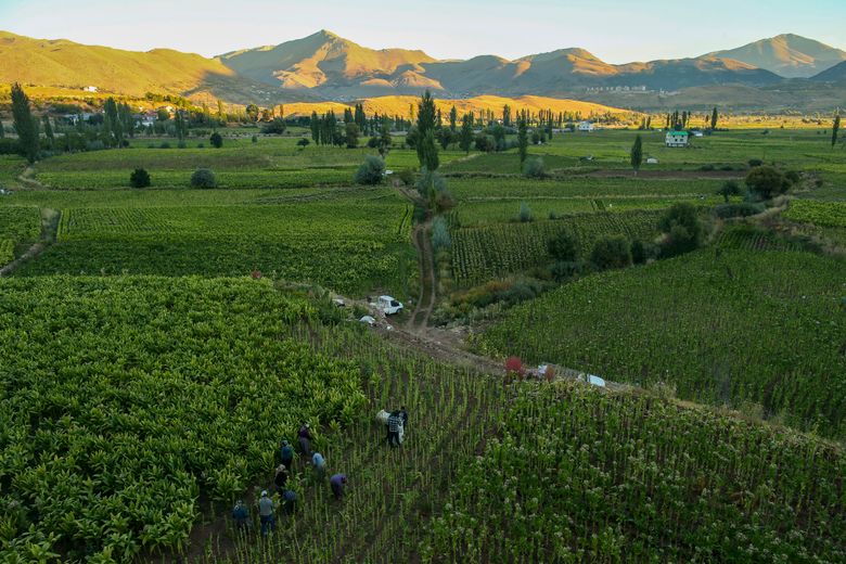 Record inflation squeezes Turkish tobacco workers, owners