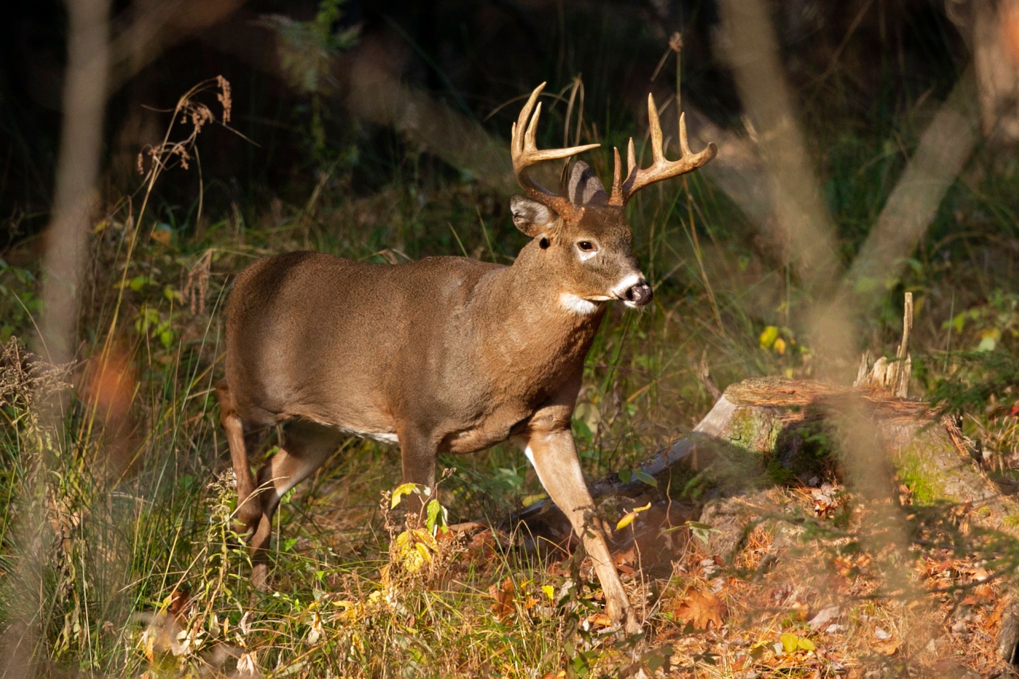 Deer we hunted probably swallowed a bot fly. : r/natureismetal