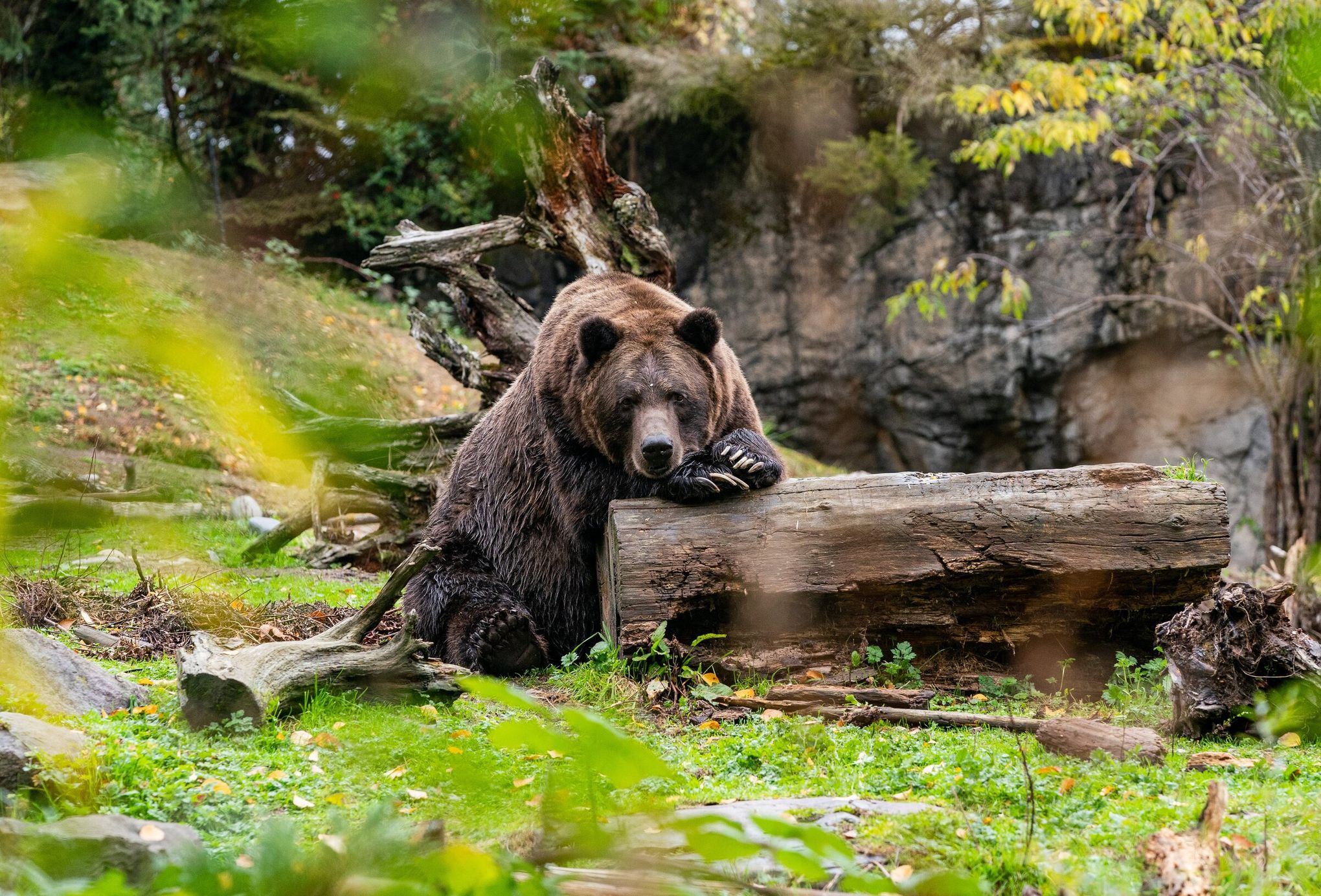 Feds again consider reintroducing grizzlies to North Cascades