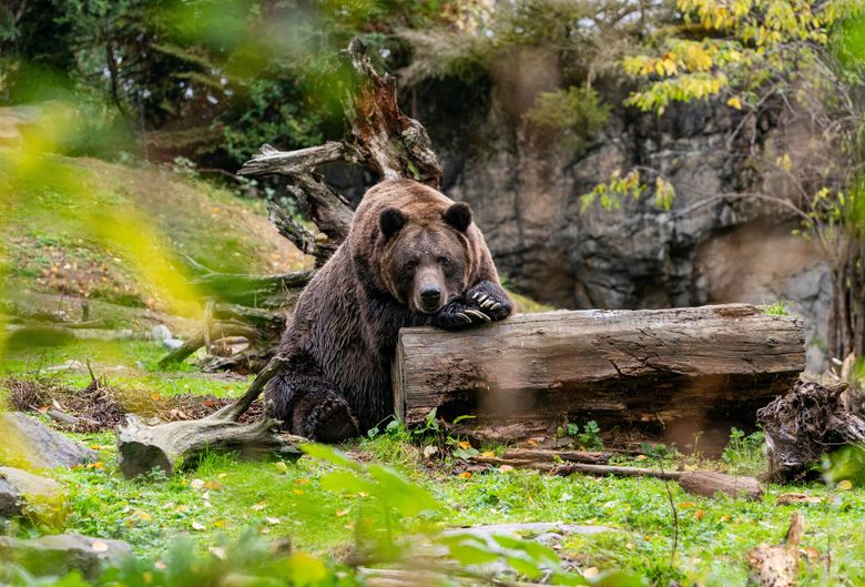 Grizzly bear  Washington Department of Fish & Wildlife