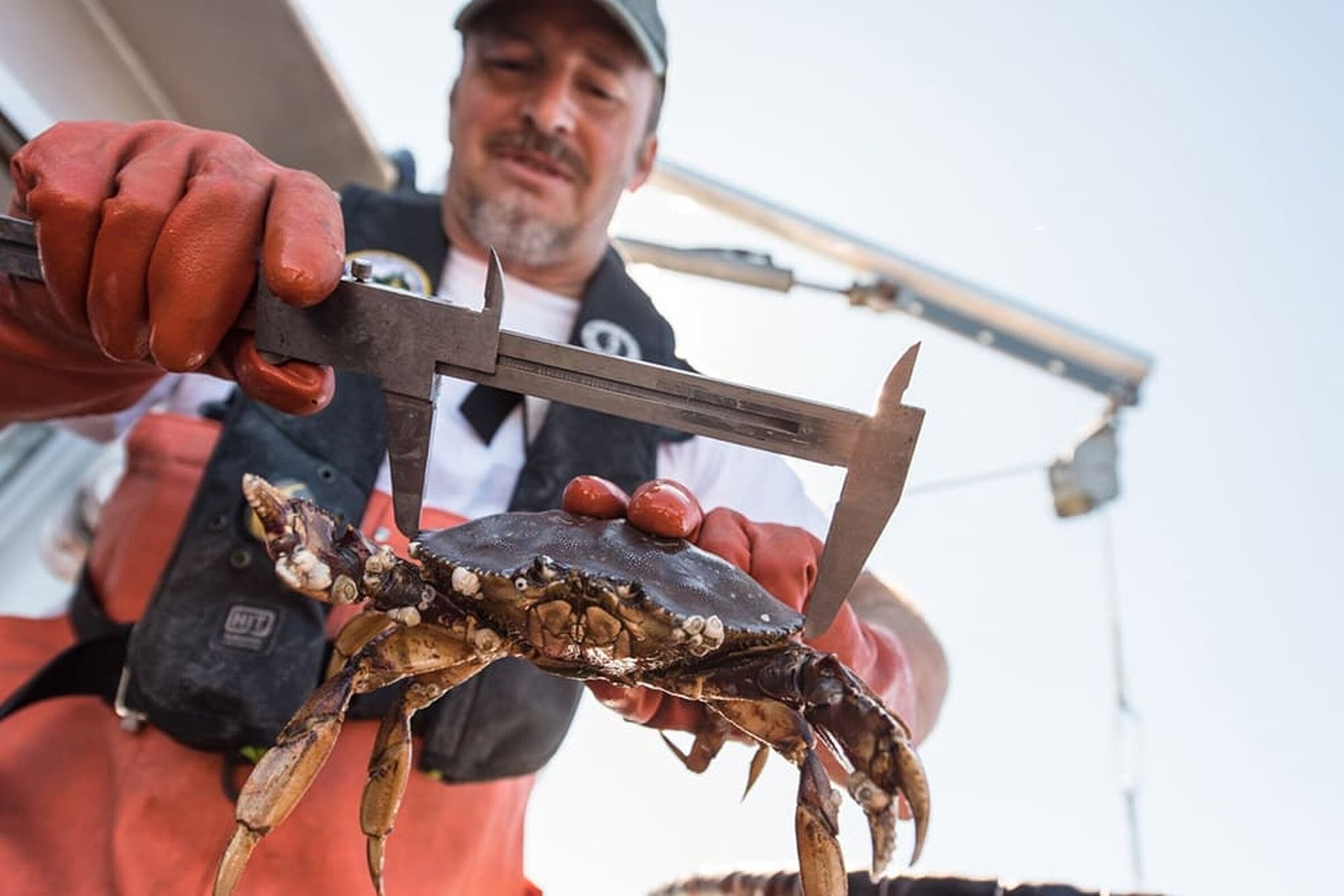 Dungeness crab dying amid low oxygen levels linked to climate
