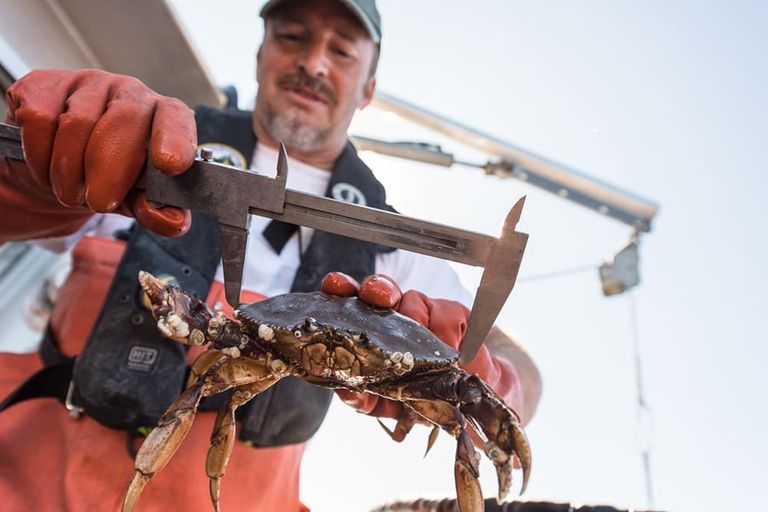 Image of a fisherman measuring a Dungeness crab