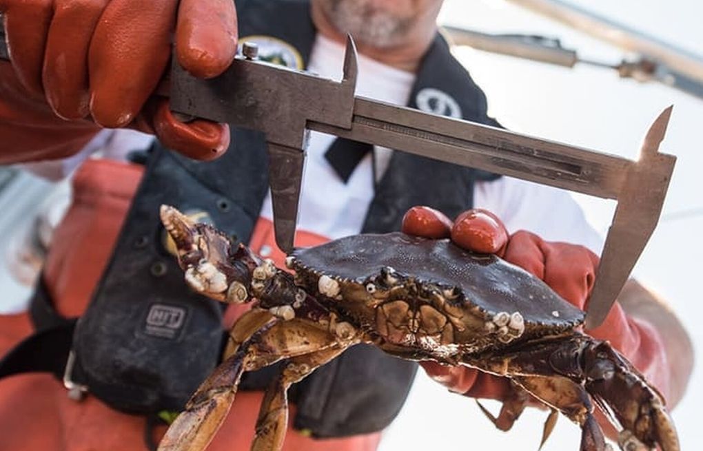 Dungeness crab dying amid low oxygen levels linked to climate change