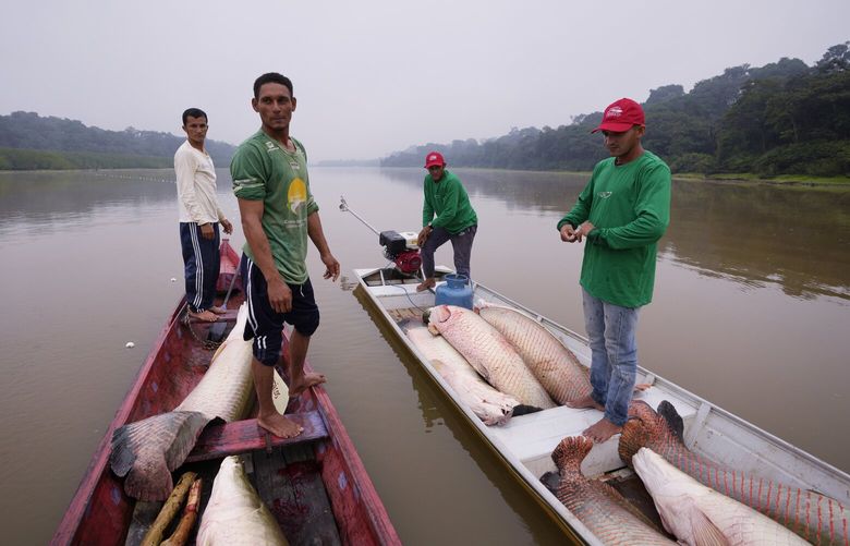 Fishermen join boats to pass fish from the boat used to catch, left, to the motorized one, right, used to transport it faster to the processing ship, in San Raimundo settlement lake, Carauari, Brazil, Tuesday, Sept. 6, 2022. Along the Jurua River, a tributary of the Amazon, riverine settlers and Indigenous villages are working together to promote the sustainable fishing of near magic fish called pirarucu. (AP Photo/Jorge Saenz) CLI901 CLI901