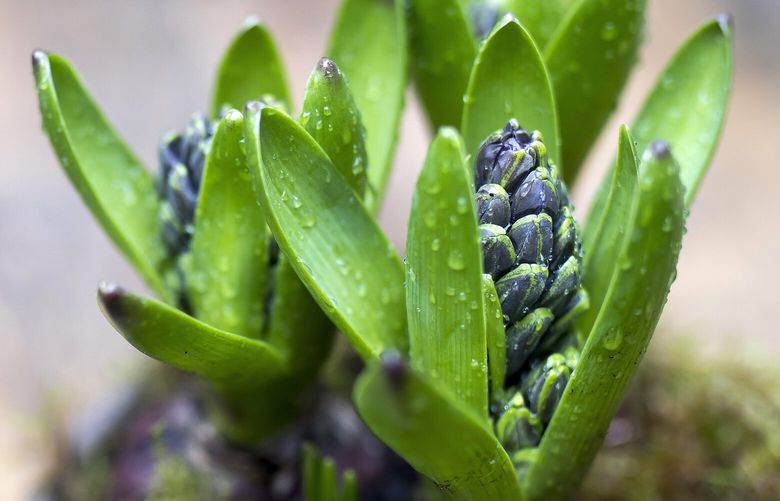 Forced hyacinths brighten winter with fragrance and color.