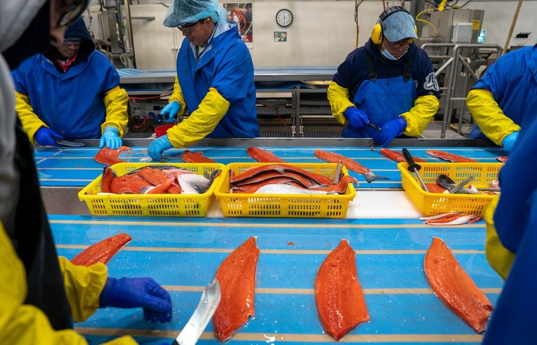 Workers trim fillets of salmon at the Trident seafood processing plant on Thursday, July 14, 2022 in Naknek in Bristol Bay. The plant, while highly mechanized, still requires around 550 employees, including around 400 directly involved with fish processing, to keep up with the high volume of fish during a season. (Loren Holmes / Anchorage Daily News)