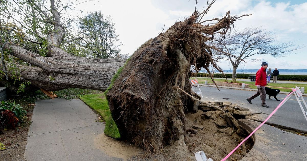 Wild winds knock out power to 300K in Western Washington | The Seattle ...