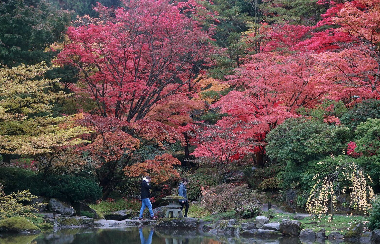 Colorful fall scenes at Seattle Japanese Garden | The Seattle Times