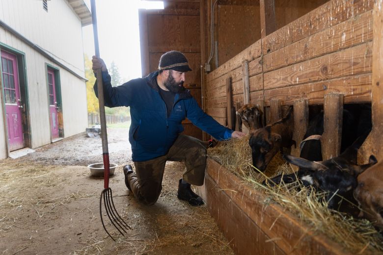 Jeremy Foust feeds his goats at Left Foot Farm in Eatonville. His farm falls inside the 6-mile diameter circle marking one of the proposed airport sites. (Karen Ducey / The Seattle Times)