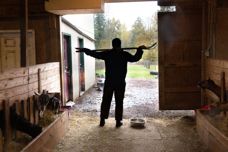 Jeremy Foust, owner of Left Foot Farm in Eatonville, pauses before feeding his goats. Foust’s goat farm falls inside the circle identified as a possible airport site. (Karen Ducey / The Seattle Times)