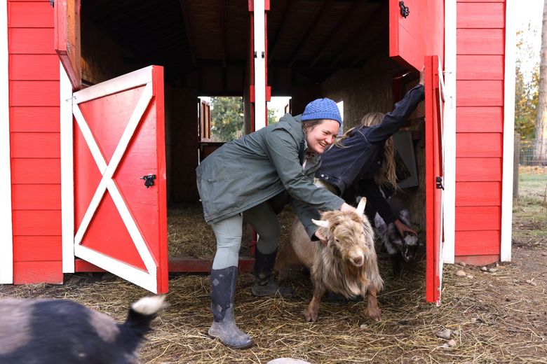 Ashley Little, with the help of daughter Savannah, tries to stop Hagrid the goat from escaping the barn on his quest to pal around with a female in the yard. Little opposes building a new airport on environmental grounds. (Karen Ducey / The Seattle Times)