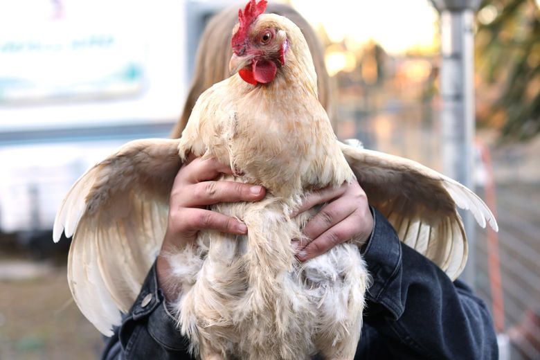 Savannah Little, 11, holds up a chicken named Henny Penny at her mom&#8217;s organic farm. The farm is on the edge of a proposed location near Graham for a major new airport. (Karen Ducey / The Seattle Times)