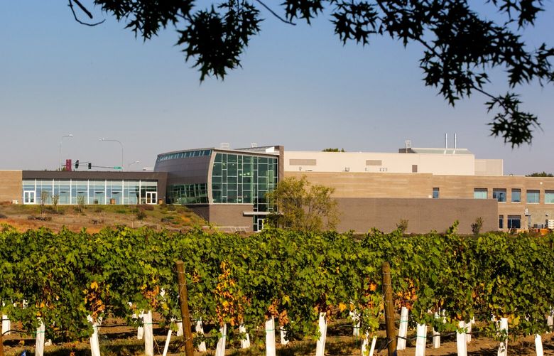 WSU has just built a new multi million dollar wine science center out in the scrubland of Richland WA. Rows of grapes grow outside the facility.