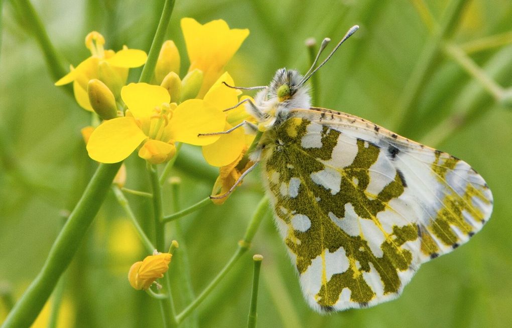 бабочка белая. бабочка мраморная бабочка. белая бабочка фото. мраморная бабочка. мраморно белая бабочка.