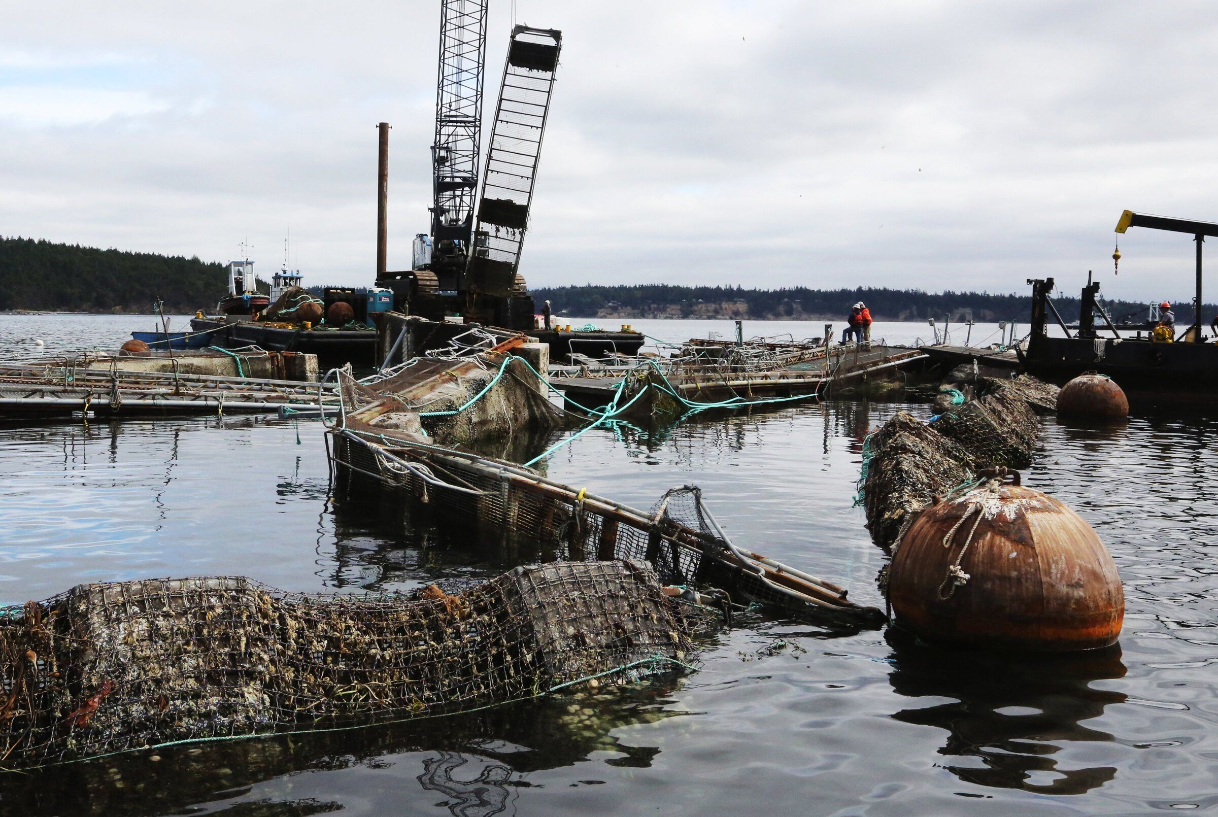 Atlantic salmon escaped from this Cooke Aquaculture Pacific net pen off Cypress Island in August 2017. (Alan Berner / The Seattle Times)