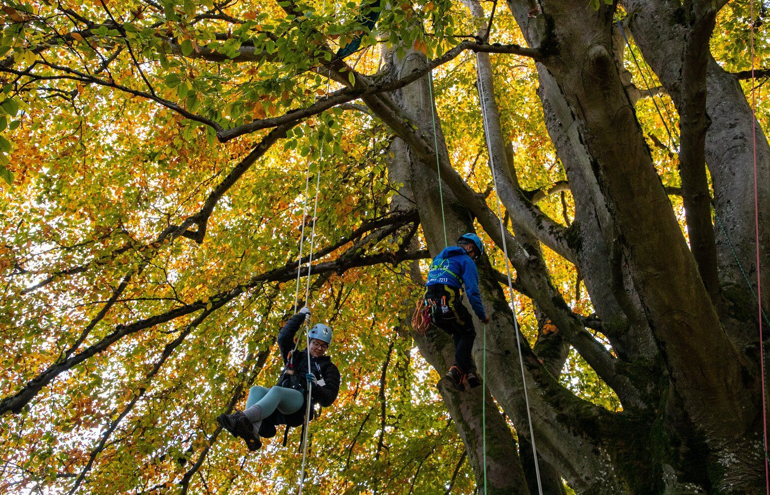 I climbed one of Seattle's biggest trees. Here's why | The Seattle