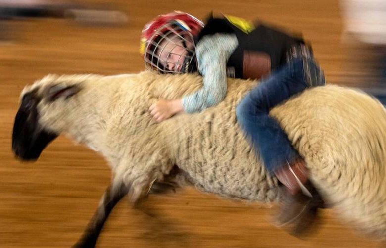 A young girl clings on to her sheep during a mutton busting event in Stephenville. The top riders moved on to compete in the Cowboy Capital Pro Rodeo. (Madeleine Cook/Fort Worth Star-Telegram/TNS)