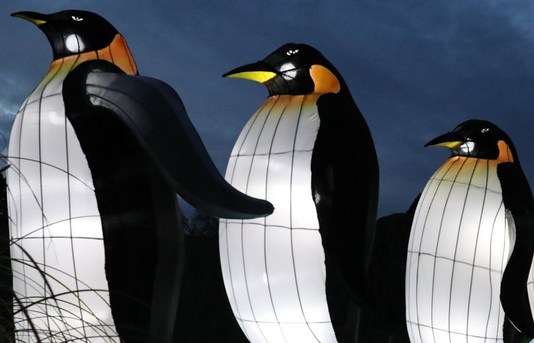 Larger-than-life penguins follow the leader at WildLanterns at the Woodland Park Zoo.
Preview before opening to the public on Friday.
Wednesday Nov. 10, 2021 218746